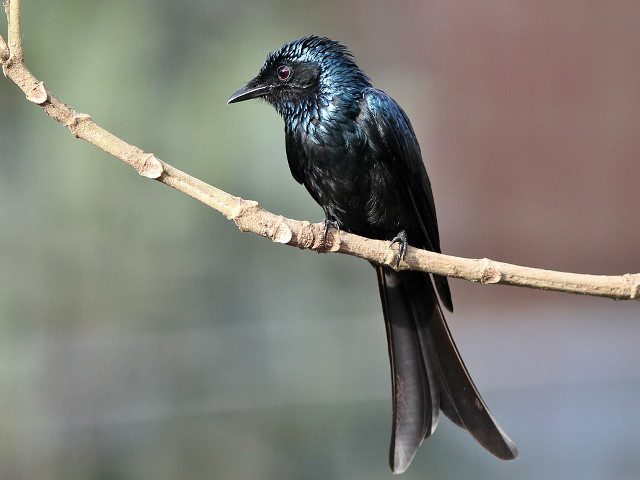Black bird branch tree blurry free wallpaper for desktop - medium preview image
