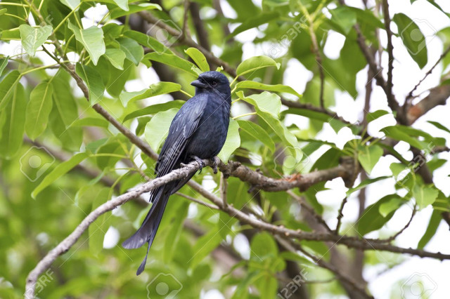 Bird branch tree leaves background free wallpaper for desktop - medium preview image