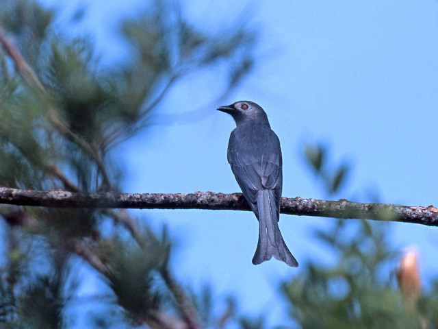 Bird branch tree blue sky free wallpaper for desktop - medium preview image