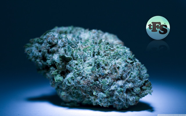 Flower closeup blue background white free wallpaper for desktop - medium preview image