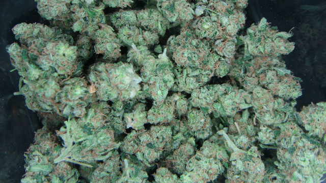 Green plants black container black free wallpaper for desktop - medium preview image