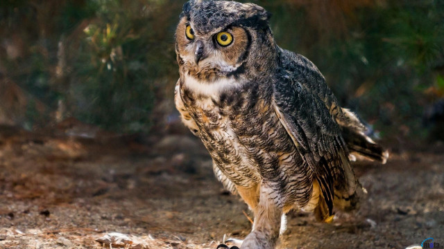 Large owl dirt field forest #2 free wallpaper for desktop - medium preview image