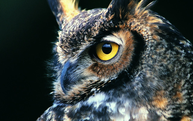 Owl yellow eyes black background free wallpaper for desktop - medium preview image