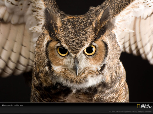 Large owl yellow eyes wings free wallpaper for desktop - medium preview image