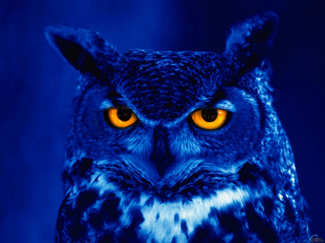 Owl yellow eyes blue background free wallpaper for desktop - medium preview image