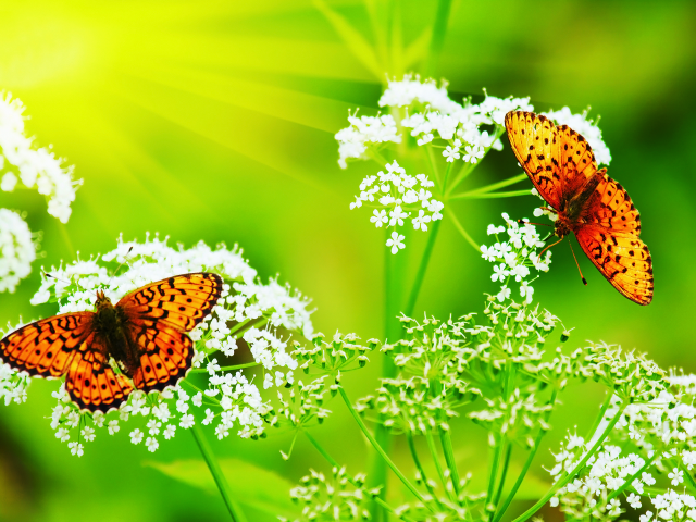 Butterflies sitting flower sun light free wallpaper for desktop - medium preview image