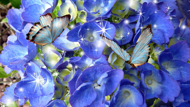 Blue flowers butterflies stars sky free wallpaper for desktop - medium preview image