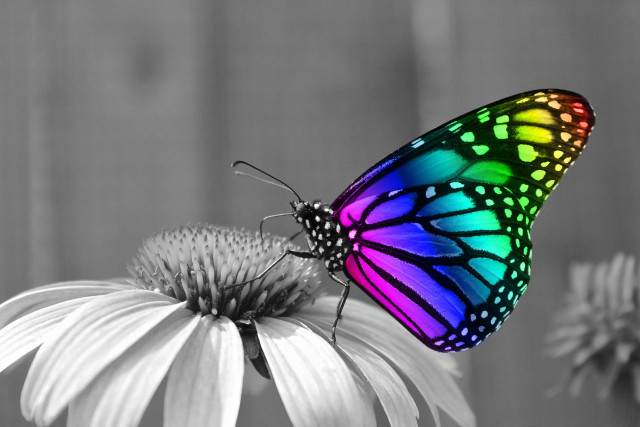 Colorful butterfly white flower blurry free wallpaper for desktop - medium preview image
