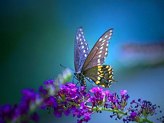 Butterfly purple flower blue background #2 free wallpaper for desktop - medium preview image