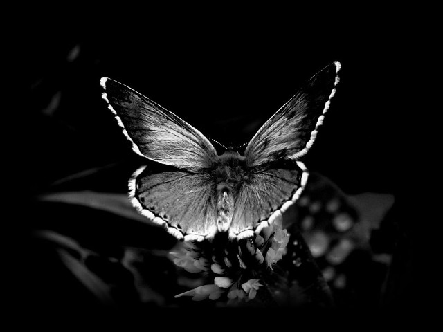 Butterfly sitting flower dark night free wallpaper for desktop - medium preview image