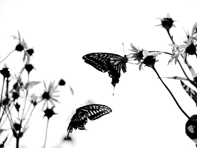 Butterflies flying over flower white free wallpaper for desktop - medium preview image