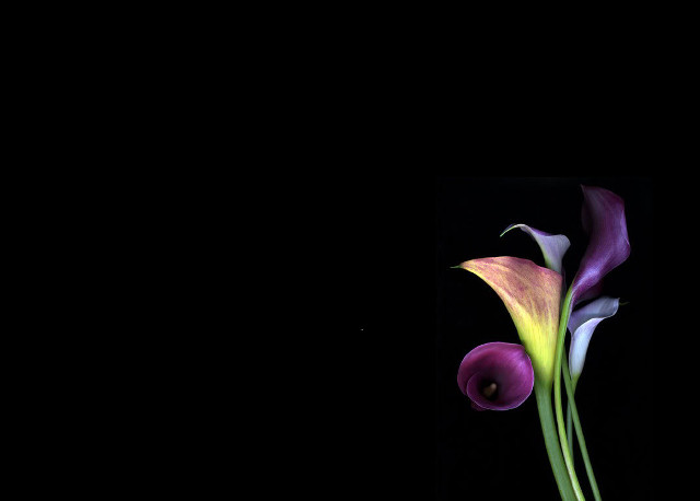Vase flower tabletop black background free wallpaper for desktop - medium preview image