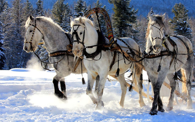 Horses sleigh snow forest trees free wallpaper for desktop - medium preview image