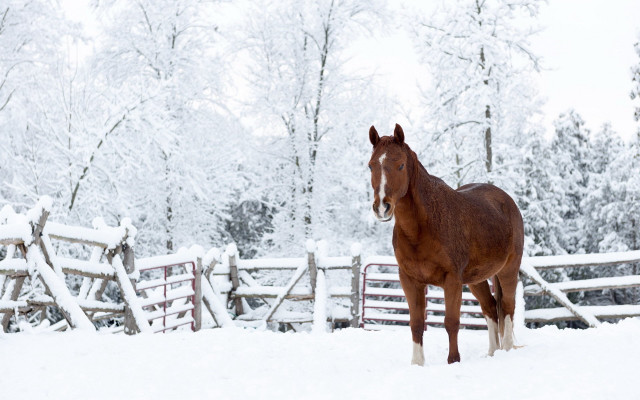 Horse snow fence trees branches free wallpaper for desktop - medium preview image