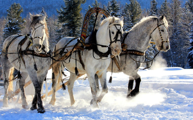 Horses sleigh snow forest trees #2 free wallpaper for desktop - medium preview image