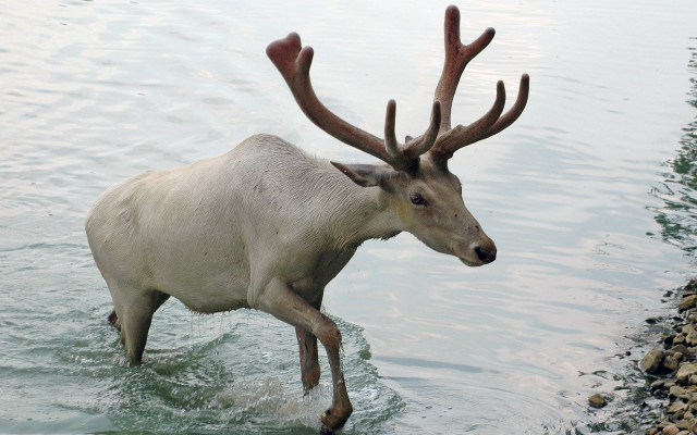 White deer antlers wading water free wallpaper for desktop - medium preview image