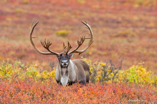 Large deer antlers field flowers free wallpaper for desktop - medium preview image
