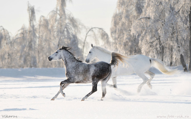 Horses running snow trees background free wallpaper for desktop - medium preview image