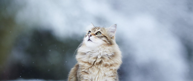 Cat looking up waterfall snow free wallpaper for desktop - medium preview image