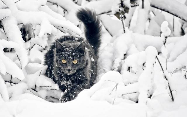Black cat snow forest trees free wallpaper for desktop - medium preview image
