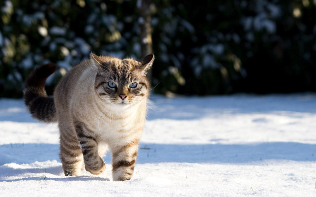 Cat walking snow blurry background #2 free wallpaper for desktop - medium preview image