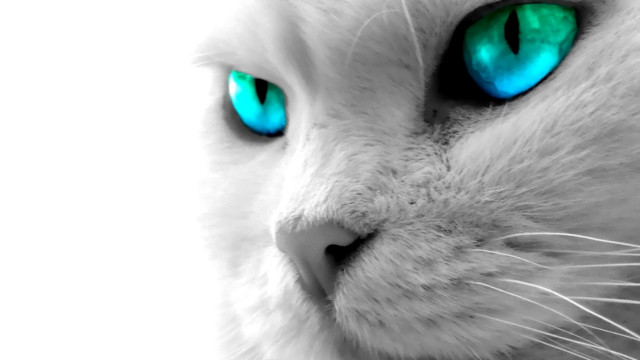 White cat blue eyes black #7 free wallpaper for desktop - medium preview image