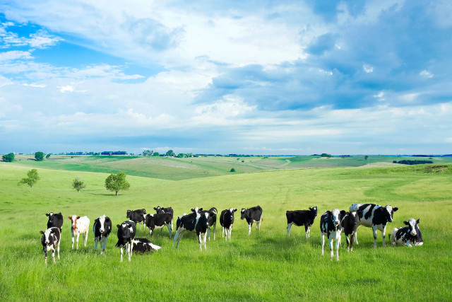 Herd cows lush green field free wallpaper for desktop - medium preview image