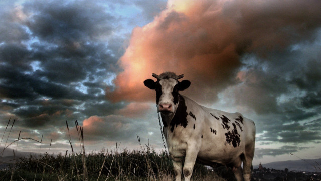 Cow standing field cloudy sky free wallpaper for desktop - medium preview image