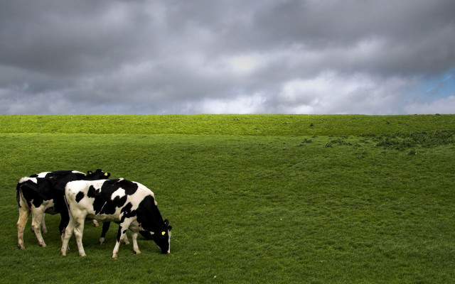 Cows grazing green grass cloudy free wallpaper for desktop - medium preview image