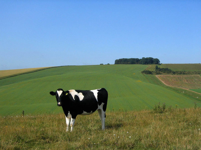 Cow standing field grass hill free wallpaper for desktop - medium preview image