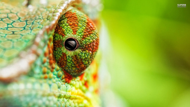 Colorful lizard eye head macro free wallpaper for desktop - medium preview image
