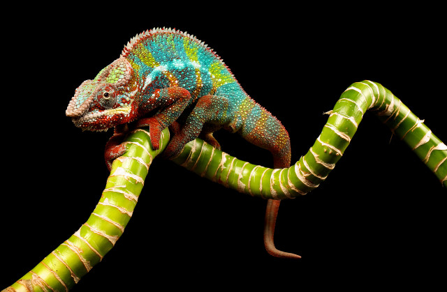 Colorful chameleon branch curled glowing free wallpaper for desktop - medium preview image