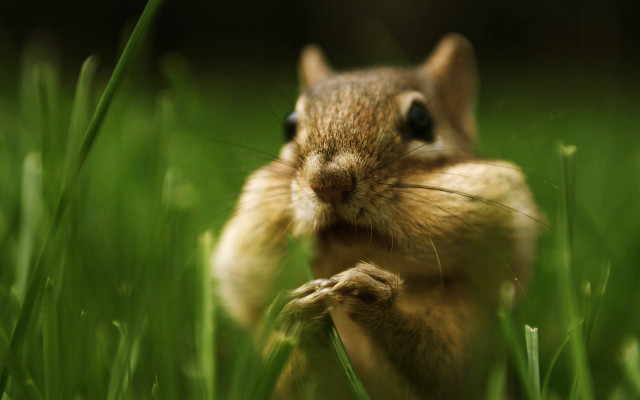 Chipper chipmunk grass paws face free wallpaper for desktop - medium preview image