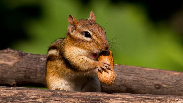 Squirrel eating bread tree branch free wallpaper for desktop - medium preview image