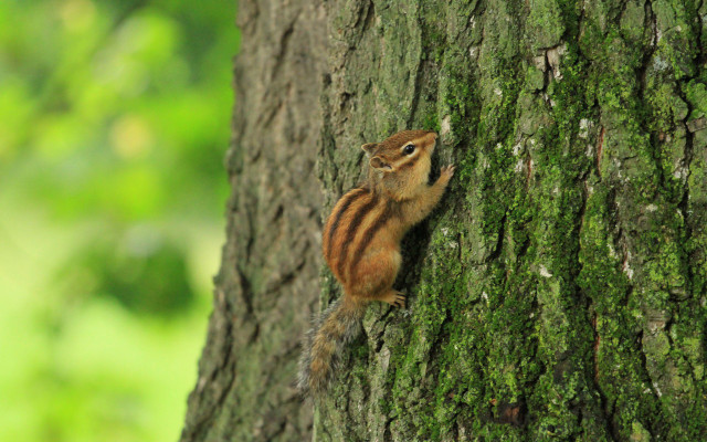 Chipmunk climbing tree trunk forest free wallpaper for desktop - medium preview image