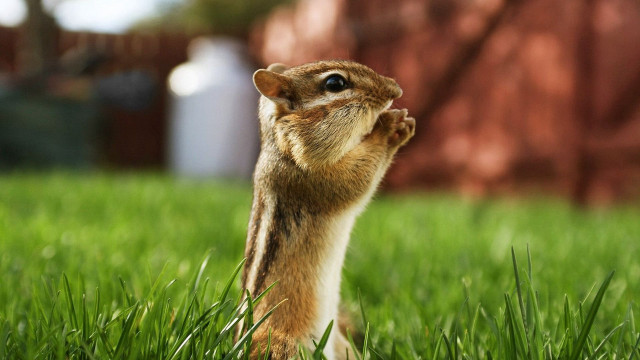Squirrel hind legs grass front free wallpaper for desktop - medium preview image