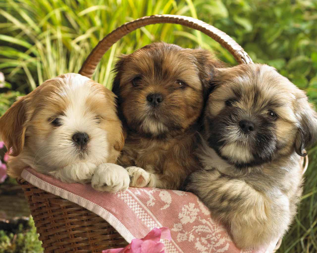 Three puppies basket grass flowers free wallpaper for desktop - medium preview image