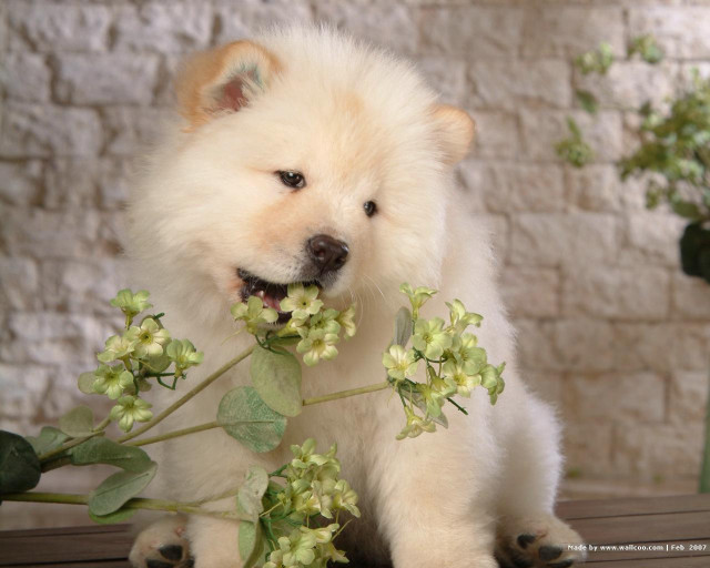 White dog holding flowers smiling free wallpaper for desktop - medium preview image
