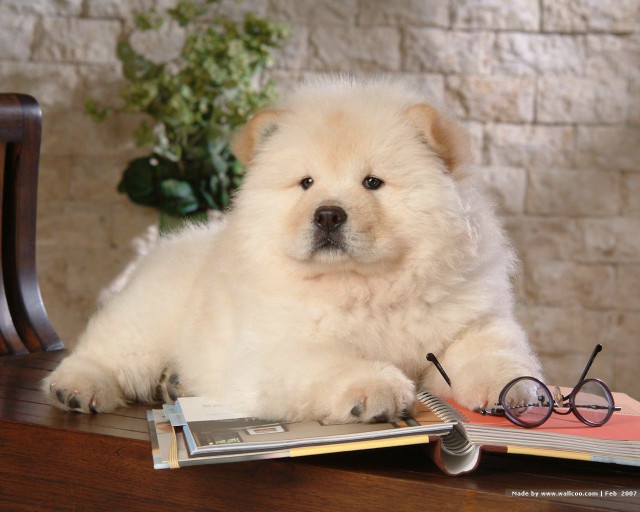 Fluffy white dog table book free wallpaper for desktop - medium preview image