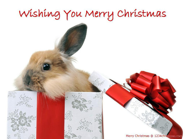 Rabbit giftbox redribbon bow merry free wallpaper for desktop - medium preview image