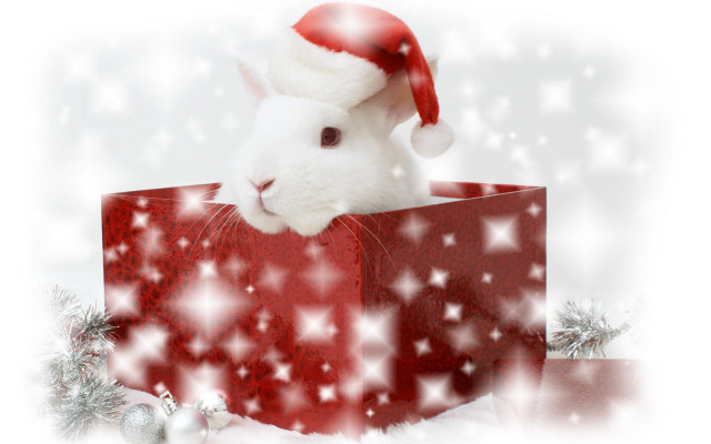 White rabbit santa hat red free wallpaper for desktop - medium preview image