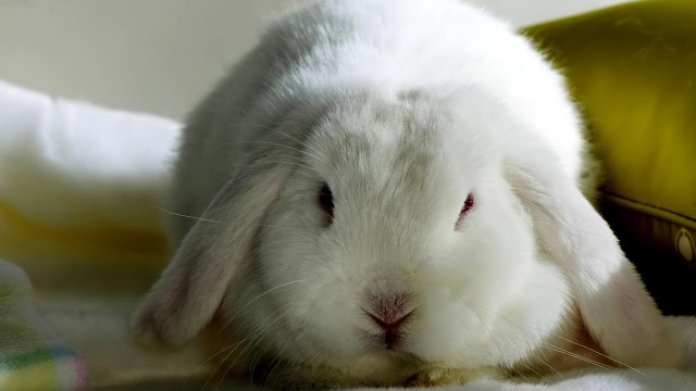 White rabbit blanket sad looking free wallpaper for desktop - medium preview image