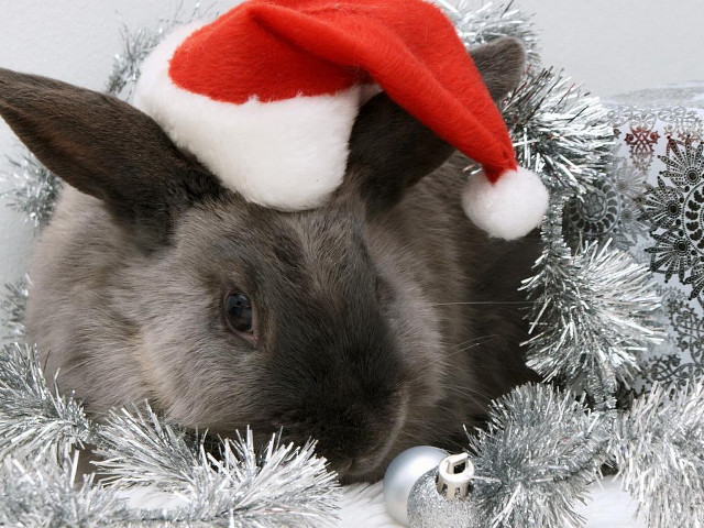 Rabbit santa hat tinsel wreath free wallpaper for desktop - medium preview image