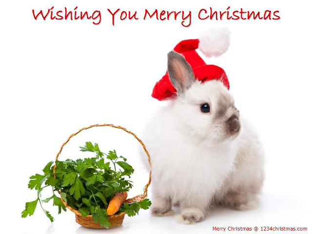 Rabbit santa hat vegetables christmas free wallpaper for desktop - medium preview image