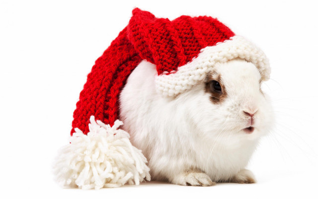 White rabbit red hat pom free wallpaper for desktop - medium preview image