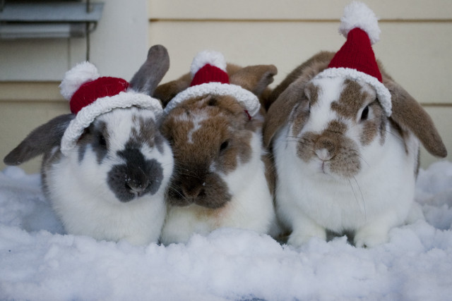 Rabbits christmas hats snow together free wallpaper for desktop - medium preview image