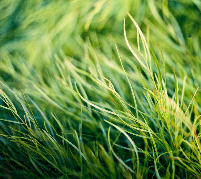 Green grass closeup blurry background #5 free wallpaper for tablet - medium preview image