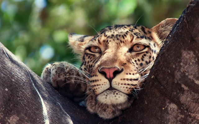 Leopard tree branch looking camera free wallpaper for desktop - medium preview image