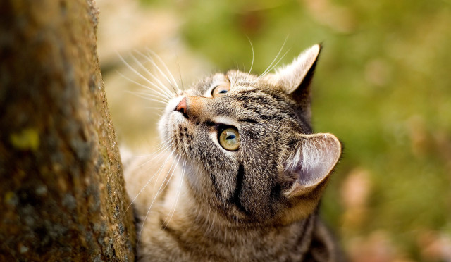 Cat tree trunk animals naturalism free wallpaper for desktop - medium preview image