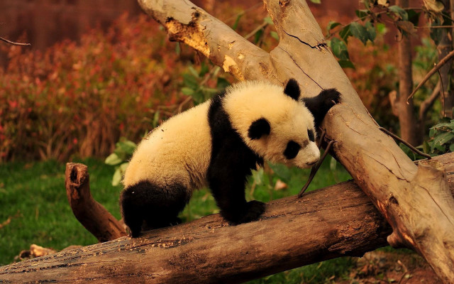 Panda bear climbing tree branch free wallpaper for desktop - medium preview image